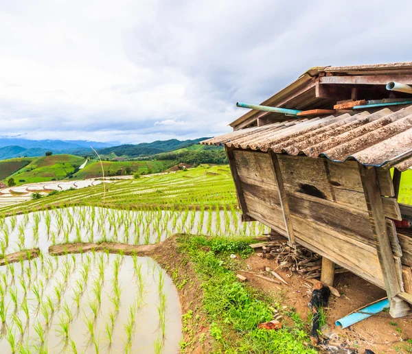 Hut en rijst veld — Stockfoto