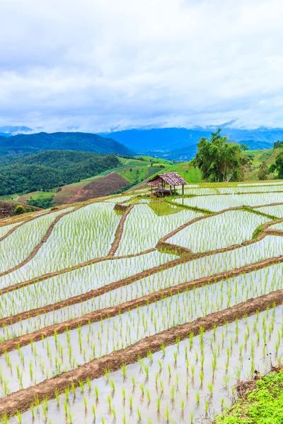 Tayland 'daki pirinç tarlaları — Stok fotoğraf