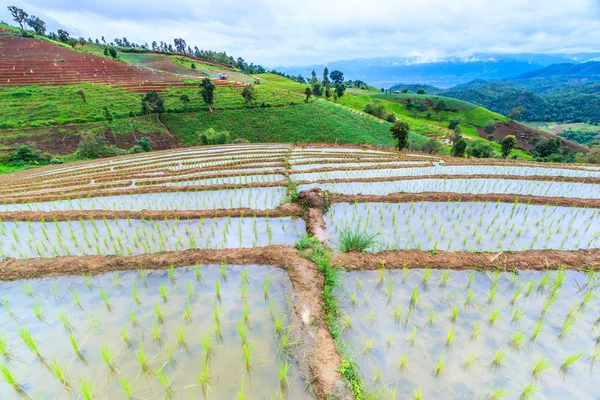 Arrozales en Tailandia — Foto de Stock