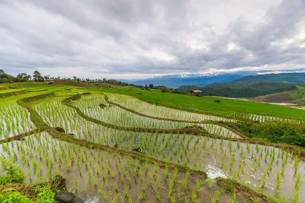 Rice fields in thailand — Stock Photo, Image