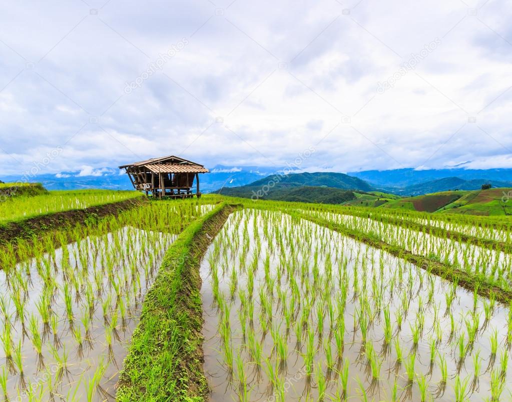 Hut and Rice Field