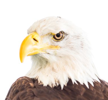 görkemli kel kartal