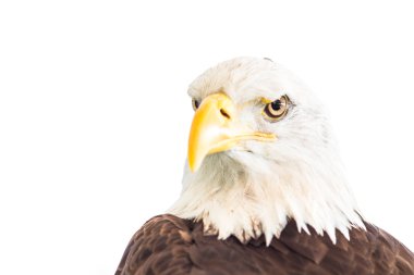 görkemli kel kartal