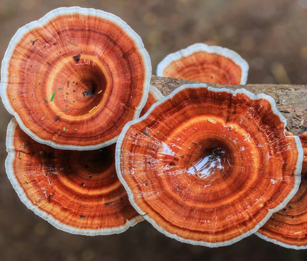 Brown mushrooms in forest — Stock Photo, Image