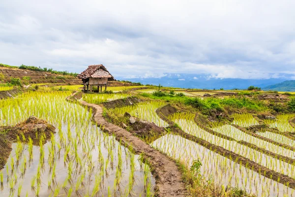 Campo de cabana e arroz — Fotografia de Stock