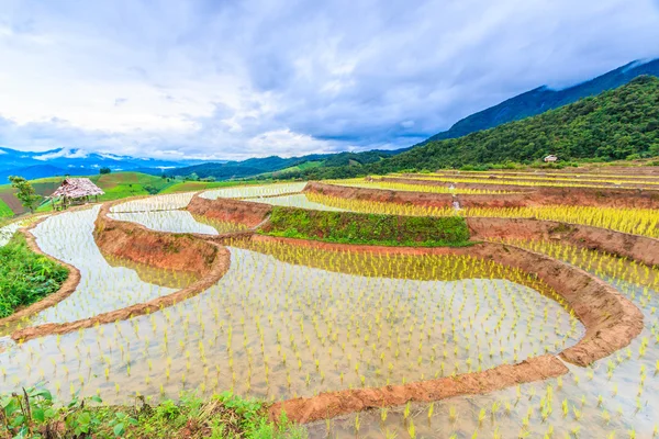 Campos de arroz na Tailândia — Fotografia de Stock