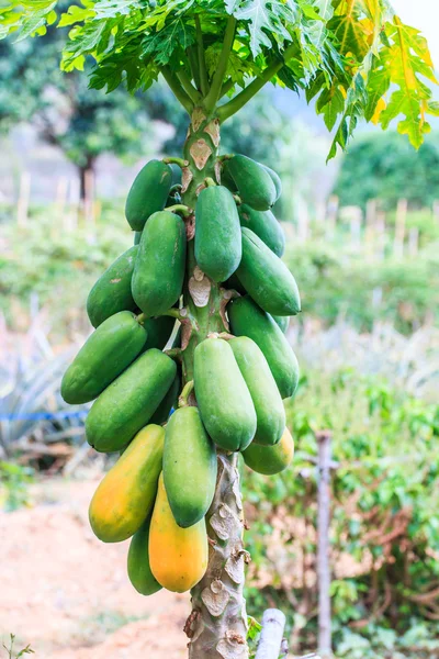 Papaya gyümölcsök a fán — Stock Fotó