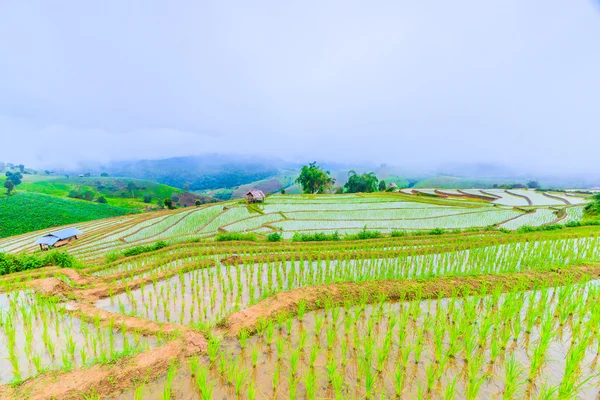 Arrozales en Tailandia — Foto de Stock