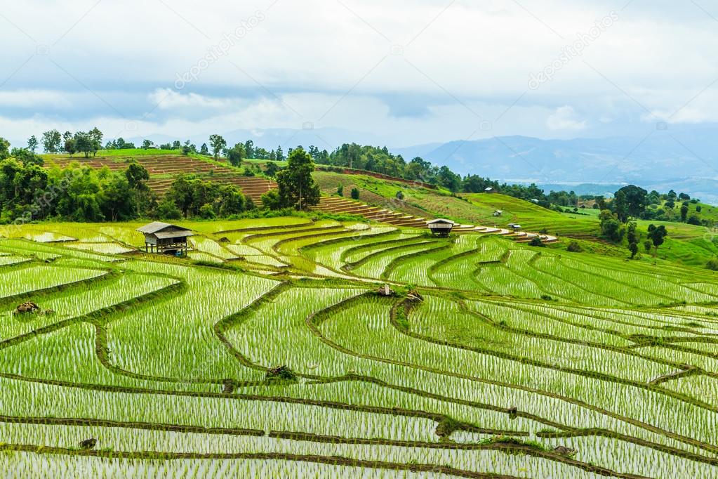 rice fields in thailand