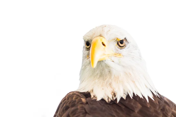 Majestuoso águila calva — Foto de Stock