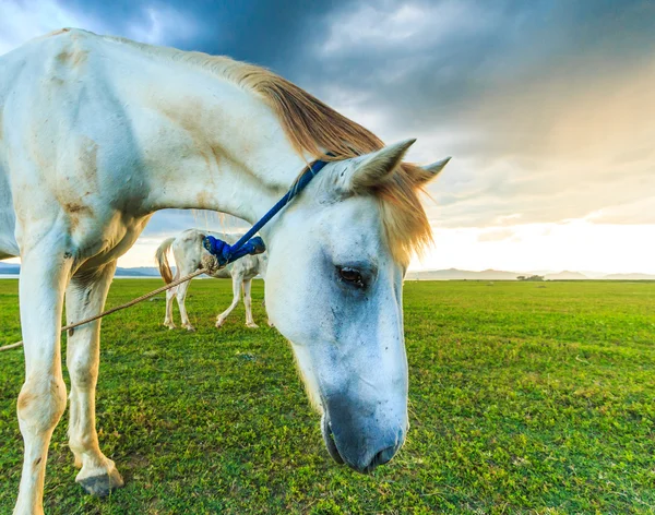 Paarden op de weide grazen — Stockfoto