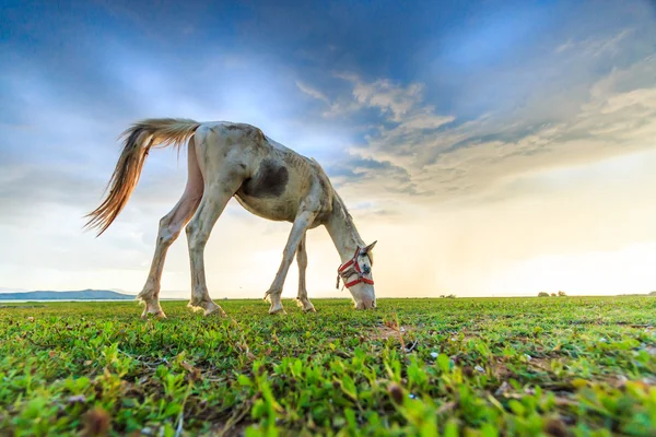 Horse grazing on pasture — Stock Photo, Image