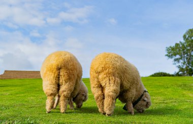 Yeşil otlaktaki koyunlar