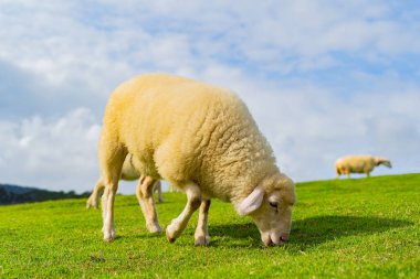 Yeşil otlaktaki koyunlar