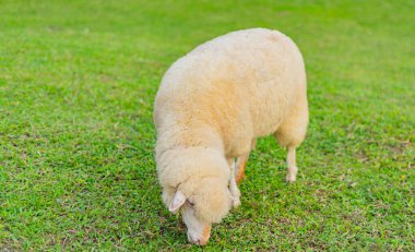 Yeşil otlaktaki koyunlar