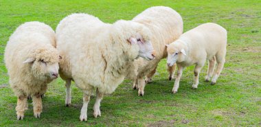 Yeşil otlaktaki koyunlar