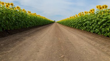 Ayçiçeği alanında yol