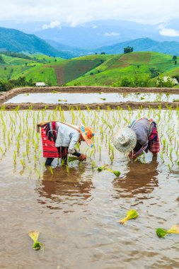 Pirinç fidan dikim çiftçiler