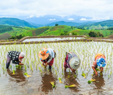 Pirinç fidan dikim çiftçiler
