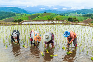 Pirinç fidan dikim çiftçiler