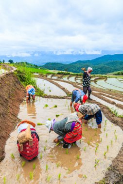 Pirinç fidan dikim çiftçiler