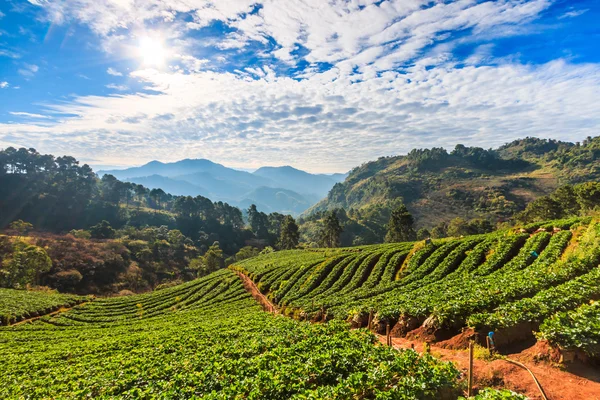 Morning sunrise in strawberry garden — Stock Photo, Image