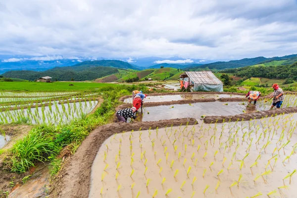 农民种植水稻幼苗 — 图库照片