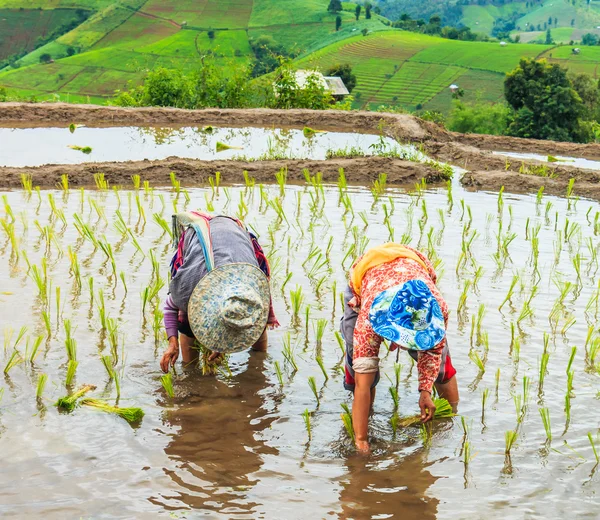 Zemědělci pěstování semenáčků rýže — Stock fotografie