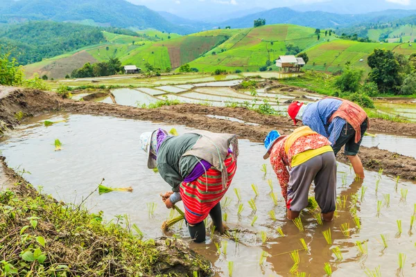 Agricultores plantando mudas de arroz — Fotografia de Stock