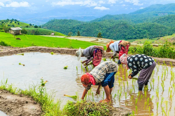 Agricultores plantando mudas de arroz — Fotografia de Stock