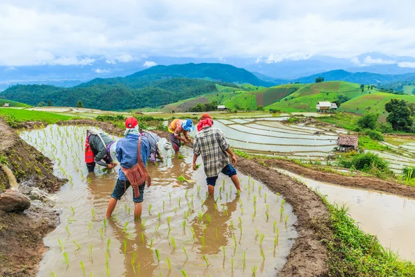 农民种植水稻幼苗 — 图库照片