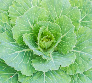 Olgun marul yaprakları