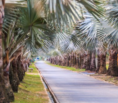 park yolu üzerinde palmiye ağaçları