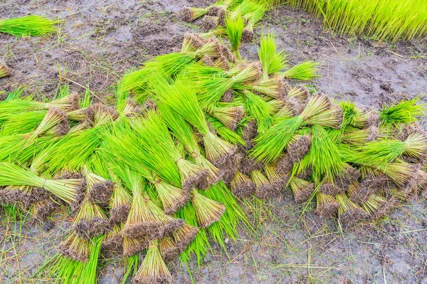 Growing rice on paddy — Stock Photo, Image