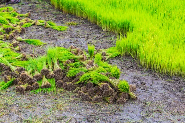 Growing rice on paddy — Stock Photo, Image