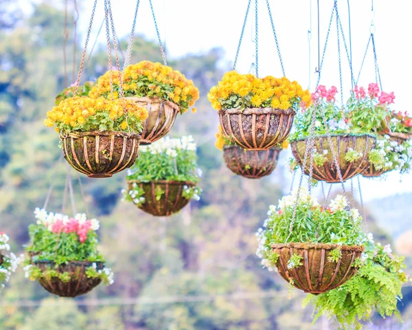 Bellissimo cesto di fiori — Foto Stock