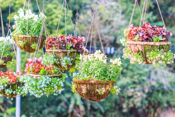 Beautiful basket of flowers — Stock Photo, Image