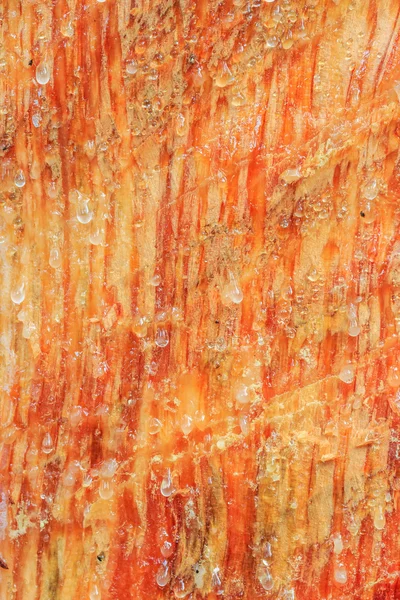 Pine Tree bark — Zdjęcie stockowe
