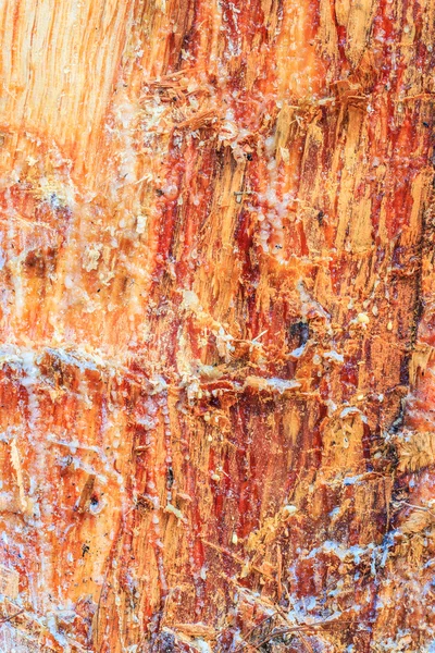 Pine tree bark — Stockfoto