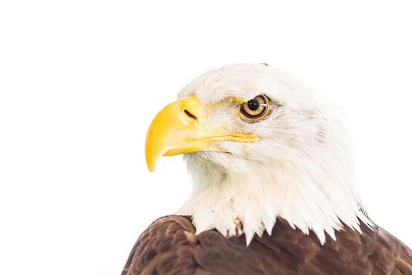 Bald eagle bird — Stock Photo, Image