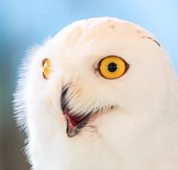 Wnowy White owl — Stockfoto