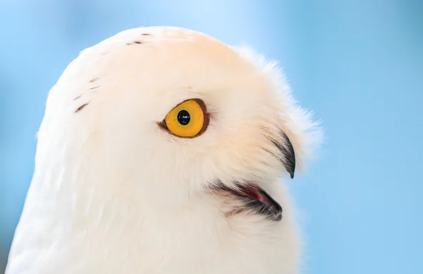 Wnowy White owl — Zdjęcie stockowe