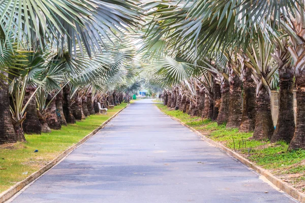 Park yolu üzerinde palmiye ağaçları — Stok fotoğraf