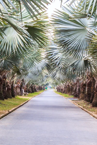Park yolu üzerinde palmiye ağaçları — Stok fotoğraf