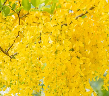 Cassia fistül çiçekler