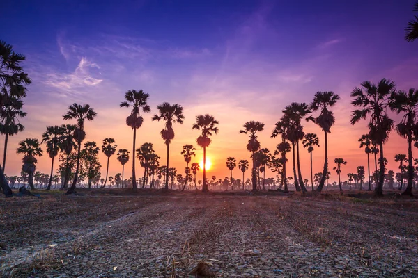 Krajobraz z cukru palmowego drzewa — Zdjęcie stockowe