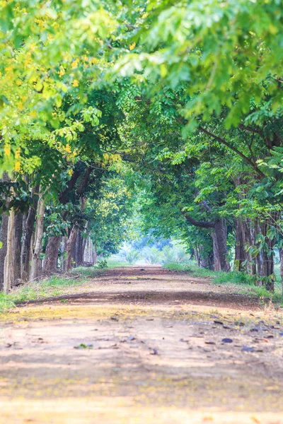 Road trees tunnel — Stock Photo, Image