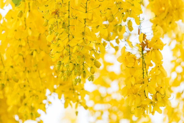 Fístula de Cassia flores — Foto de Stock