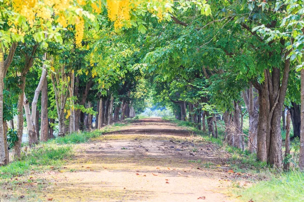 Túnel de árvores rodoviárias — Fotografia de Stock