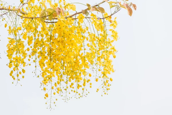 계수나무 누 꽃 — 스톡 사진